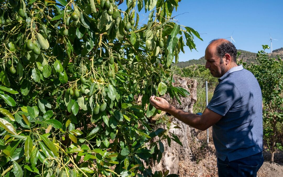 Fenorganic revoluciona el abonado del aguacate en el Valle de Lecrín para una producción de calidad