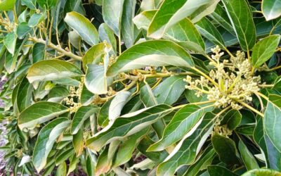 La importancia del tratamiento de primavera en los cultivos