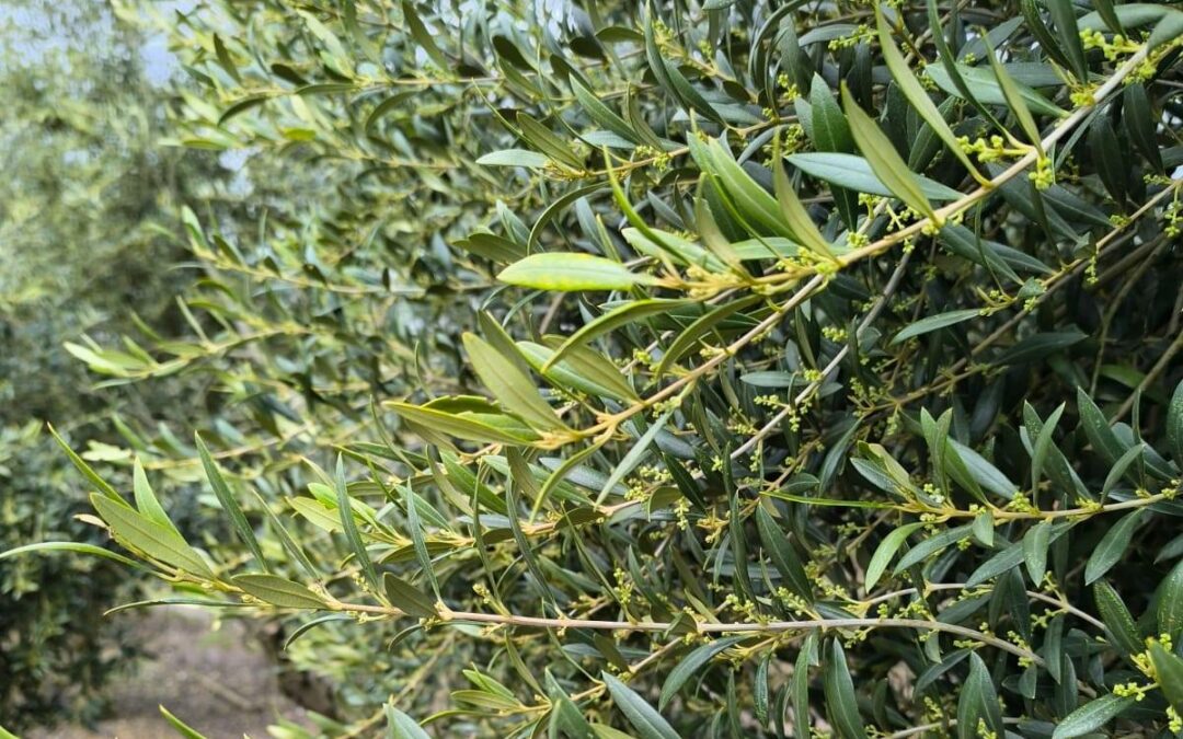 Tres razones para pasarte a la agricultura ecológica