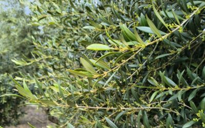 Tres razones para pasarte a la agricultura ecológica