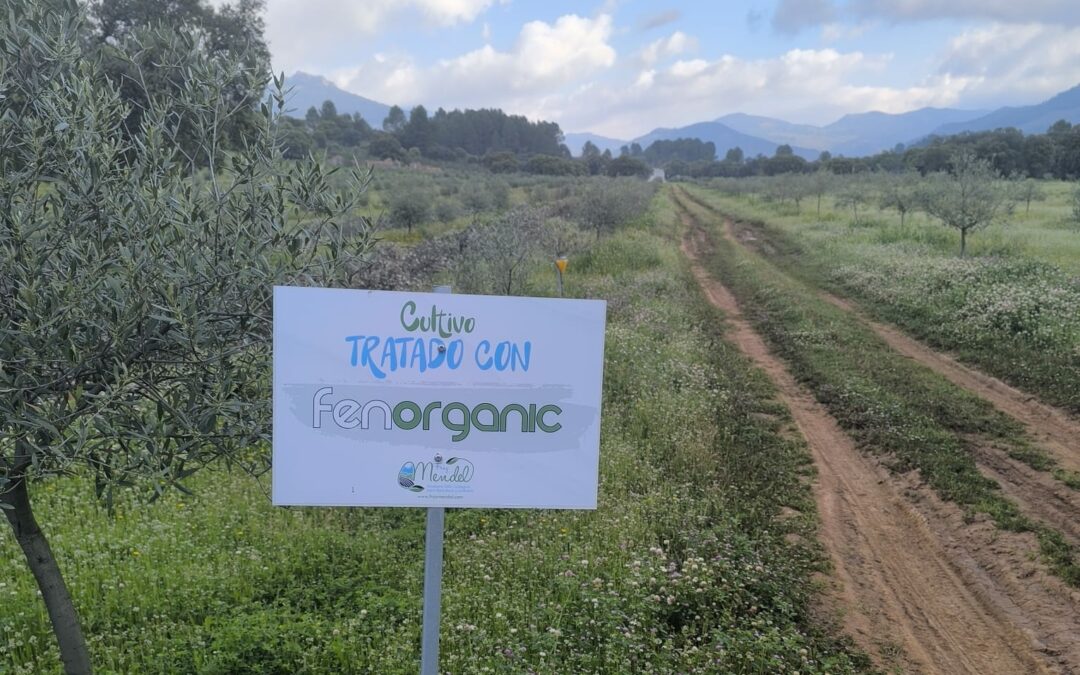 Fenorganic: el catalizador para desbloquear el potencial de tu suelo