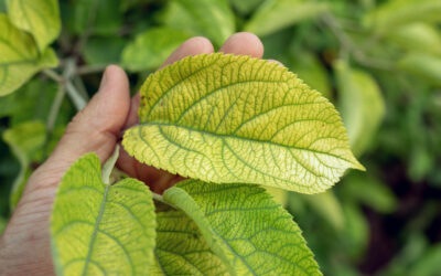 Cómo identificar carencias nutricionales en plantas a través de las hojas