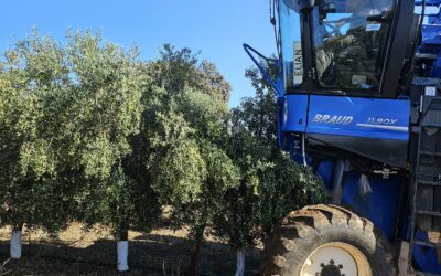 Comienza la temporada de verdeo: cosecha de aceitunas de calidad con Fenorganic