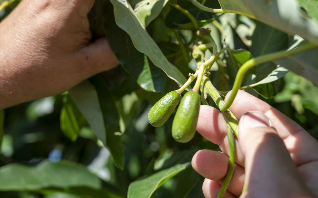 Todo lo que tienes que saber sobre el aborto de los aguacates