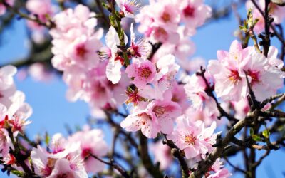 Estos son los árboles más rentables para cultivar en España