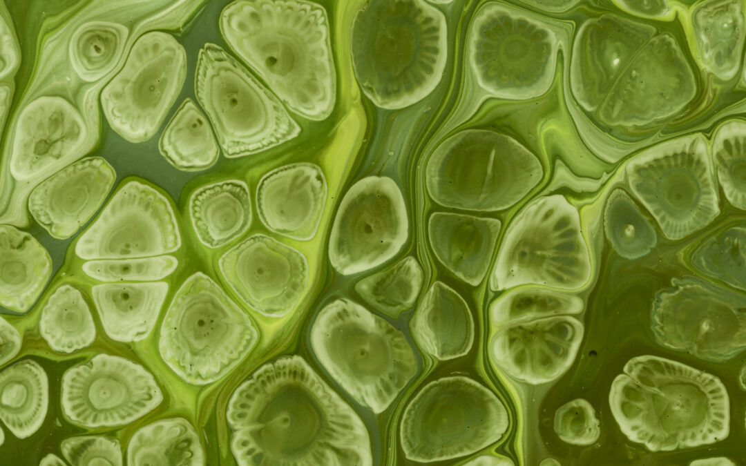 Fenorganic: Intercambio inmediato de nutrientes en raíz y hoja por gradiente celular