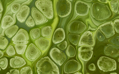 Fenorganic: Intercambio inmediato de nutrientes en raíz y hoja por gradiente celular