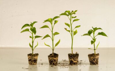 ¿Qué es la Tecnología I.C.E. y cómo revoluciona la nutrición vegetal celular?