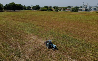 Bioestimulantes ecológicos: la clave para cultivos más fuertes y productivos
