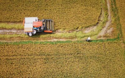 Cómo regenerar el suelo de forma natural: guía práctica para agricultores y jardineros