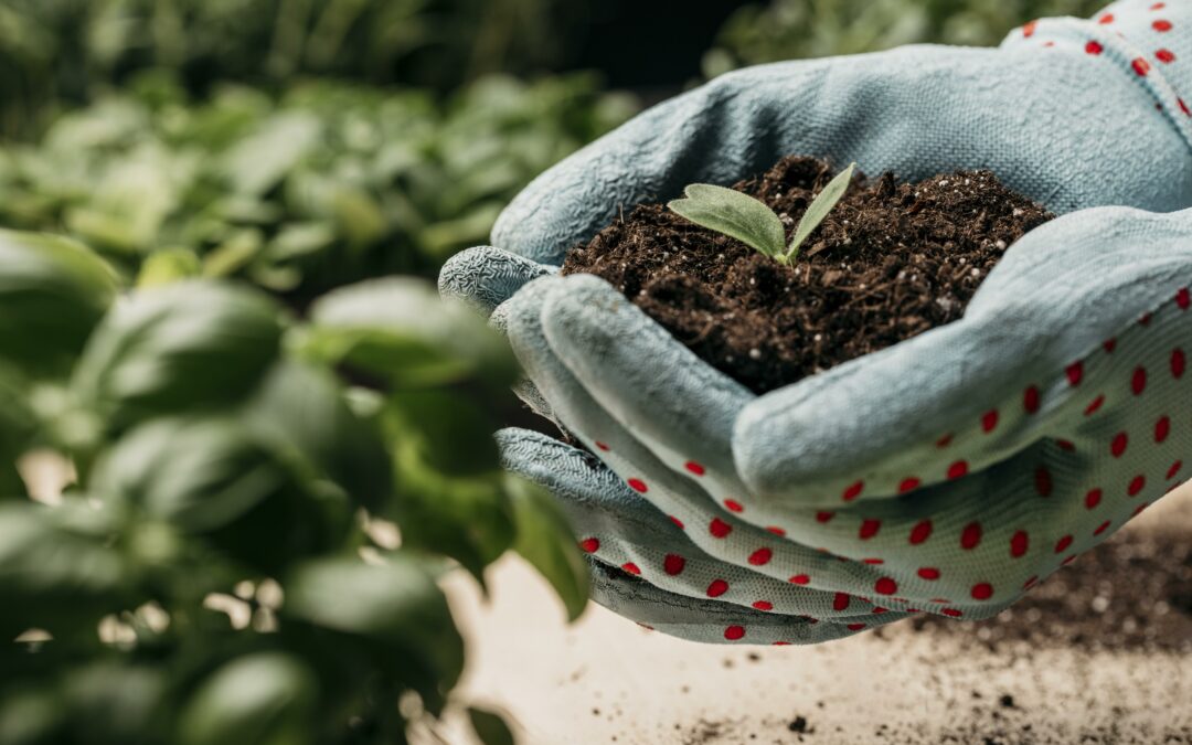 Bioestimulantes: qué son y por qué son clave en la agricultura moderna