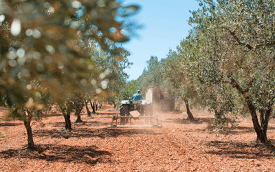 Después de la cosecha: por qué el otoño es el mejor momento para cuidar tu olivar
